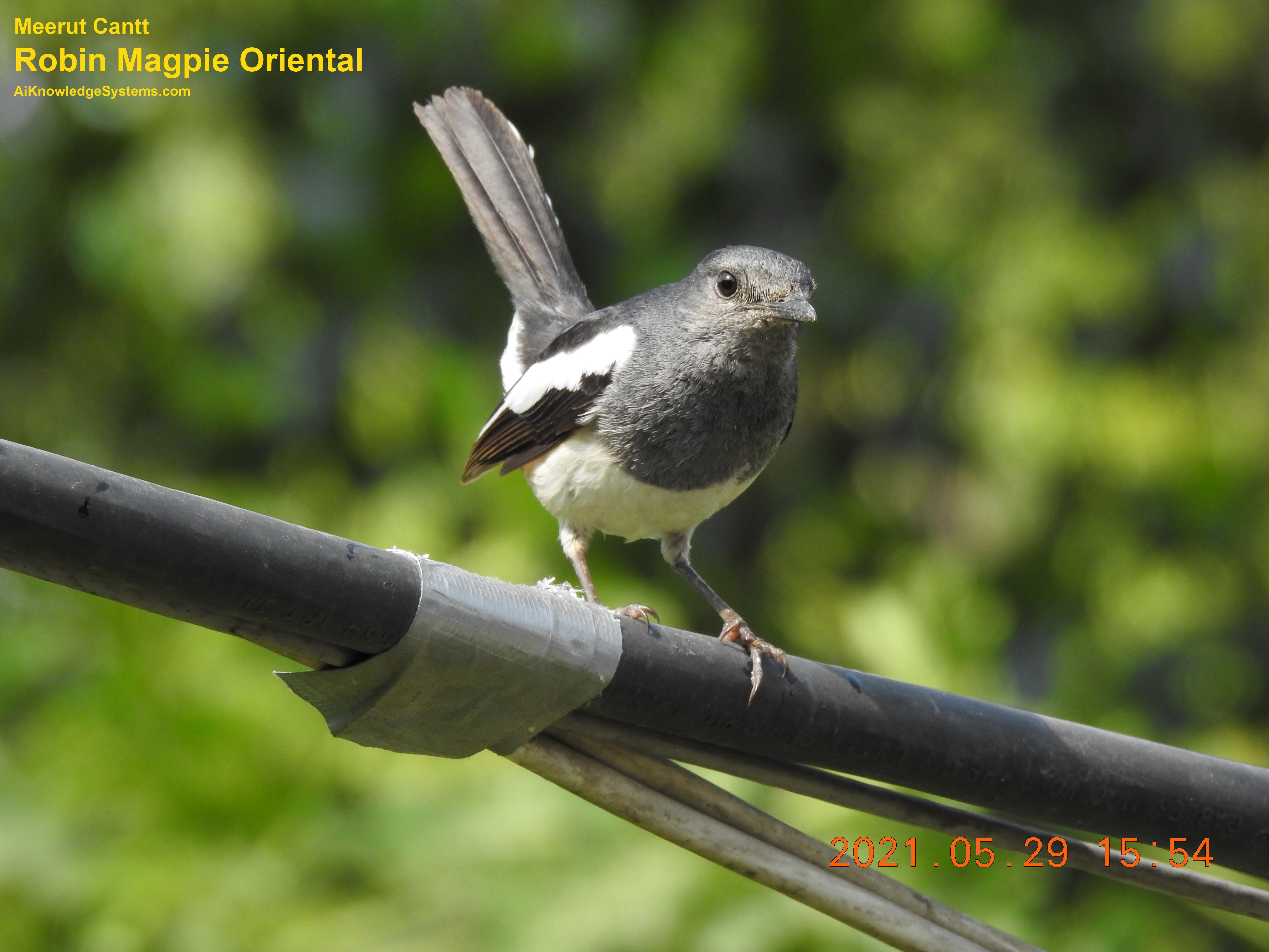 Magpie Robin (51) Coming Soon